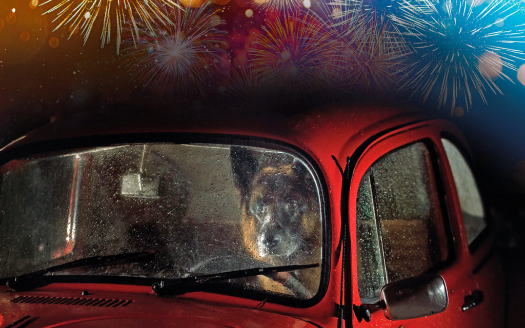 Cani lasciati in auto a capodanno?