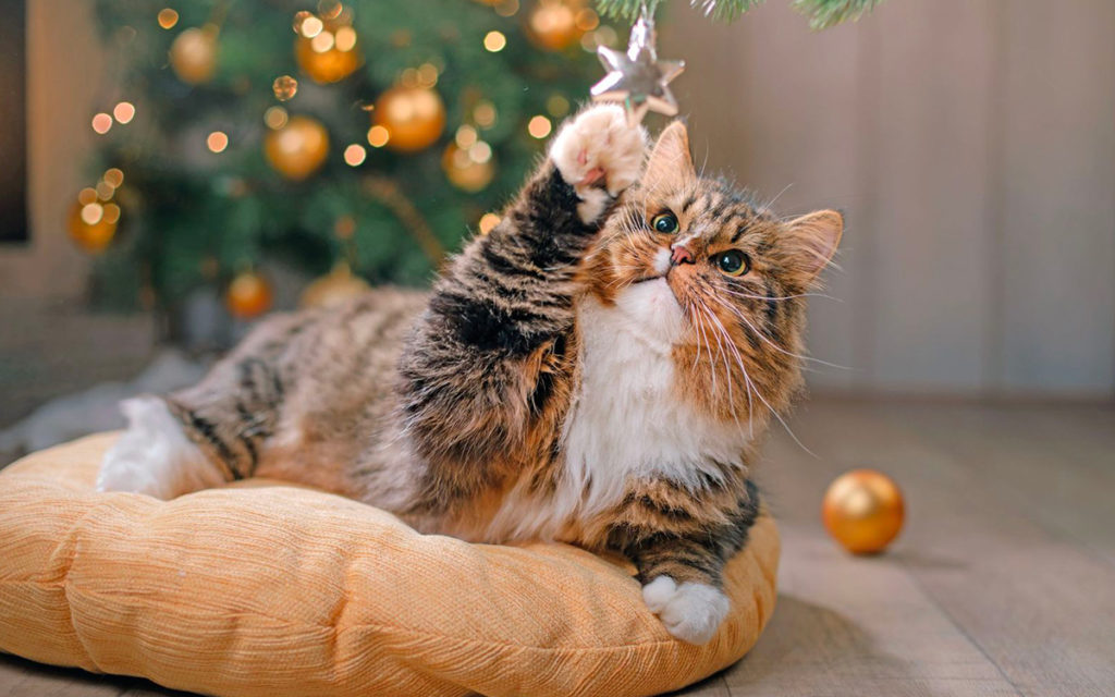 Un natale a misura di gatto