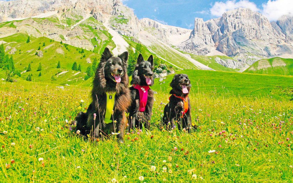 Amo i cani e la montagna. Amo il dog trekking