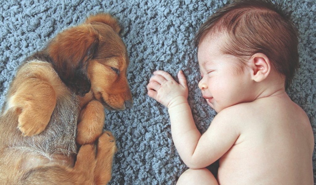 Il corso pre-parto …visto dagli occhi del cane