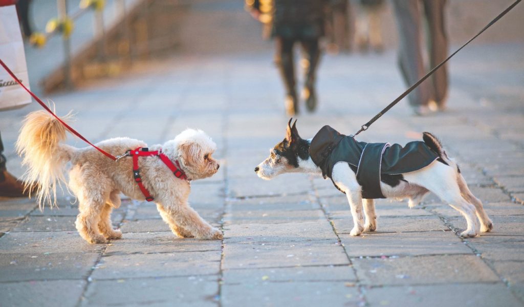 Come presentare Fido a un altro cane