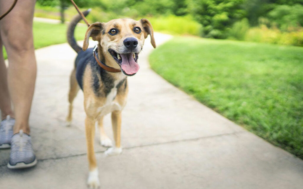 Cani e gatti, ecco come tenersi in forma