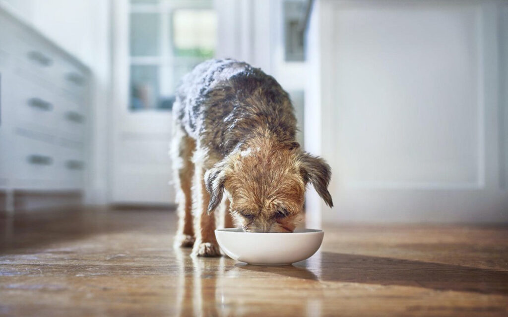 Cani e gatti, ecco come tenersi in forma