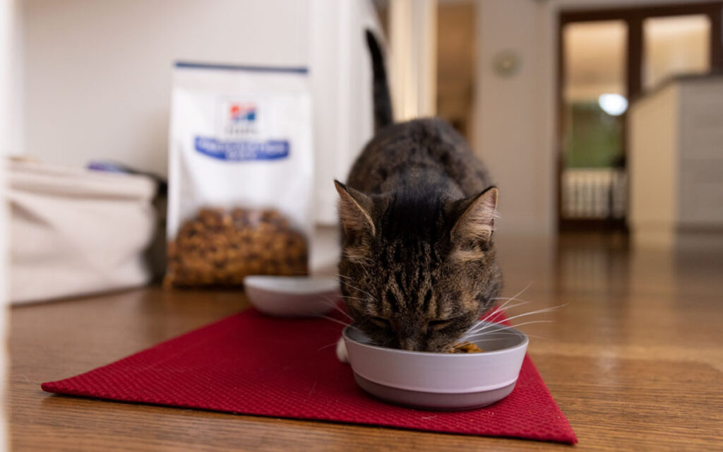 Cani e gatti, ecco come tenersi in forma