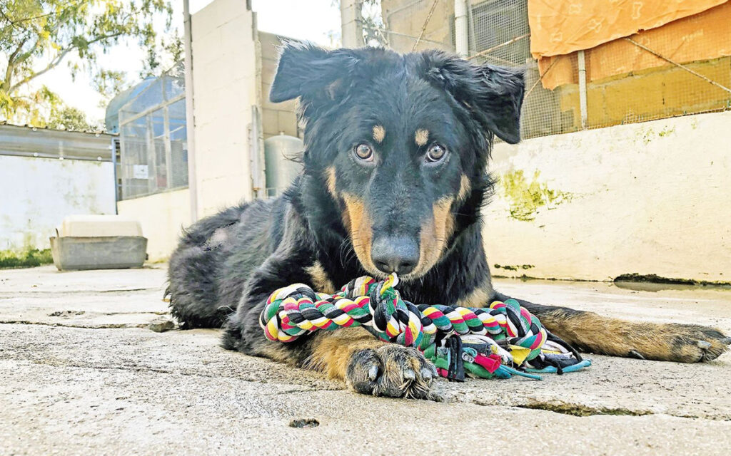 Adozione urgente per Hope, cagnolina disabile