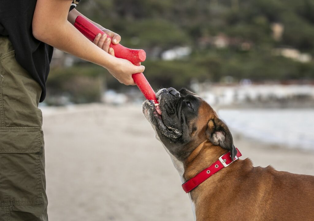 Con i giochi per cani potrai far avvicinare il tuo amico a quattro zampe all'acqua in maniera sicura e divertente 