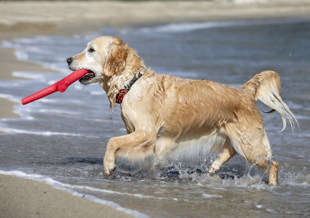 Con i giochi per cani anche in estate il divertimento è assicurato per i nostri amici a quattro zampe