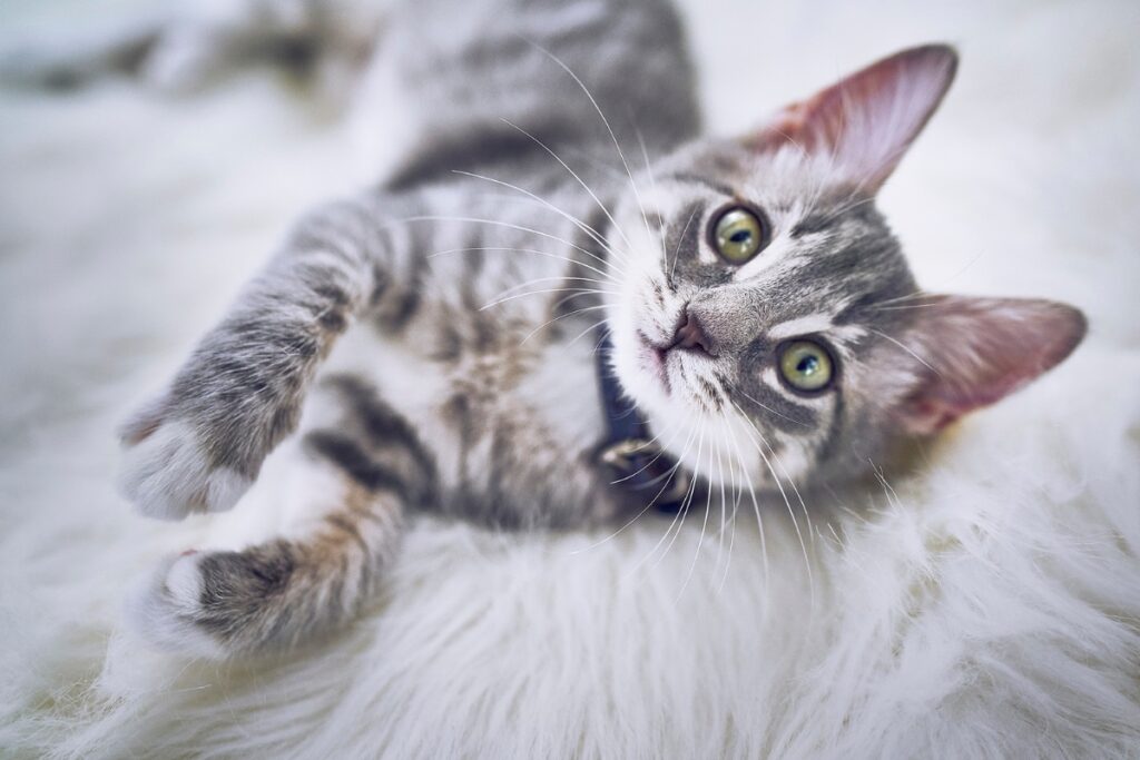 La scelta degli alimenti per gattini pensati per il loro sano sviluppo sono un grande gesto d'amore