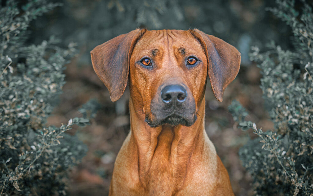 Rhodesian Ridgeback