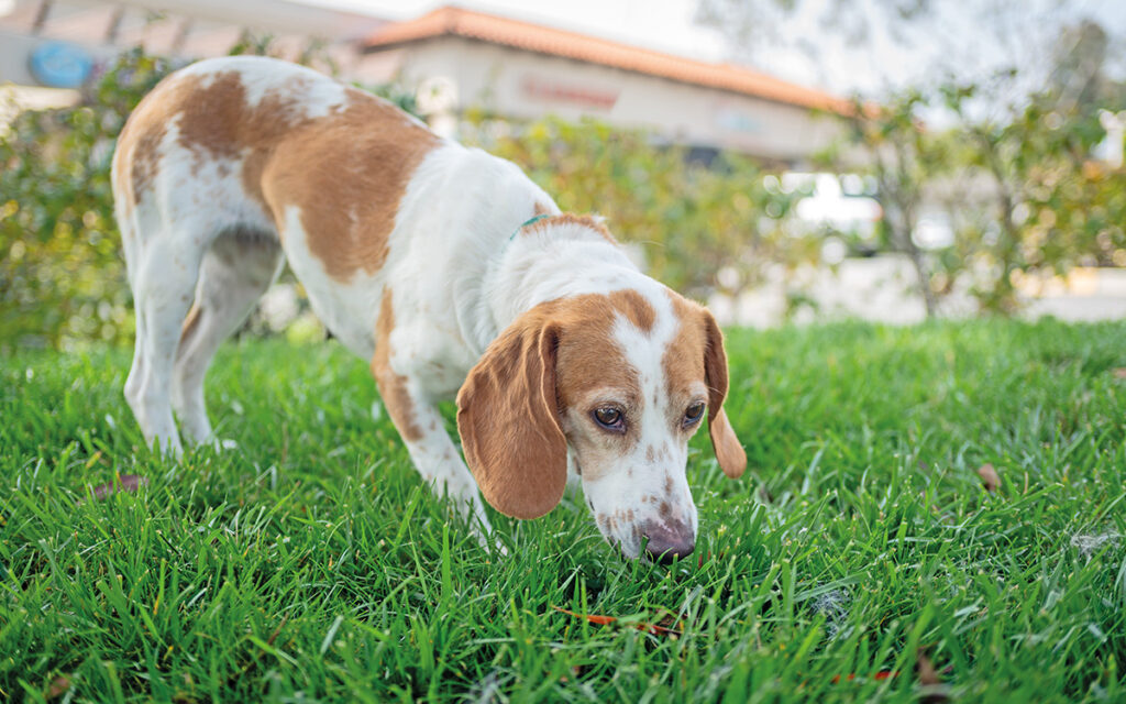 Lo stato emozionale del cane