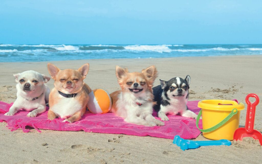 Vacanza in spiaggia a prova di Fido