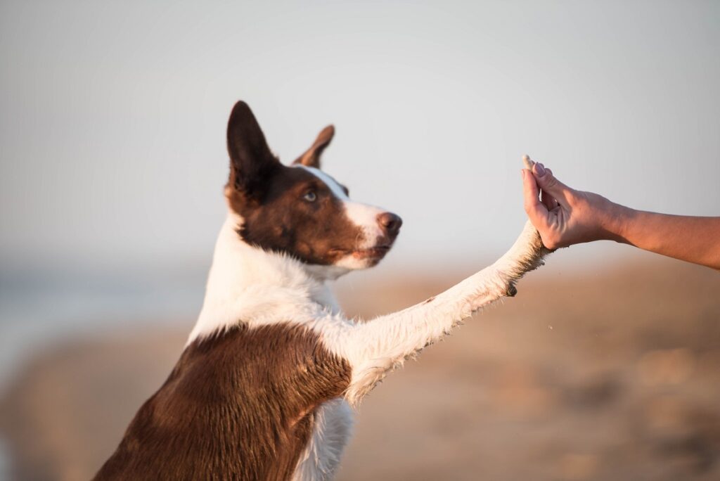 Possono essere molte le cause dei disturbi intestinali in cani e gatti