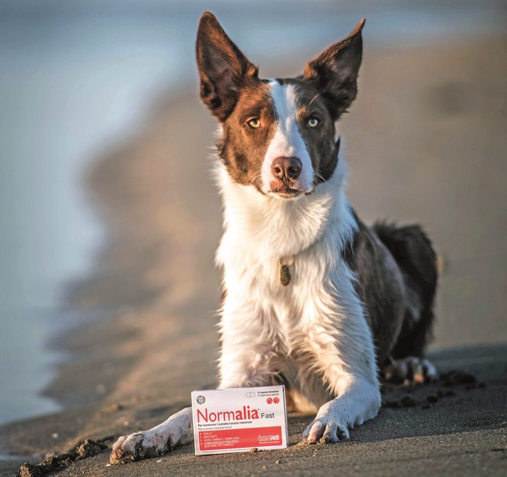 Utilizzare i rimedi naturali contro i disturbi intestinali in cani e gatti può essere un valido aiuto