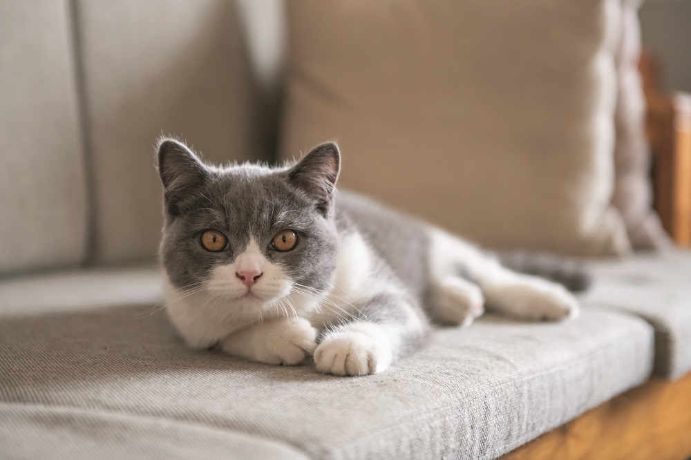 Con il giusto cibo per gatti i nostri amici a quattro zampe saranno sempre in forma