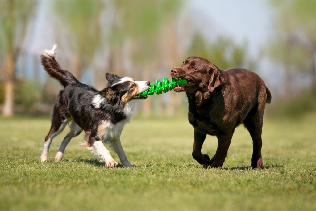 Se scegli TIRA&MOLLA tra i giochi per cani potrai far divertire il tuo amico a quattro zampe con un suo simile