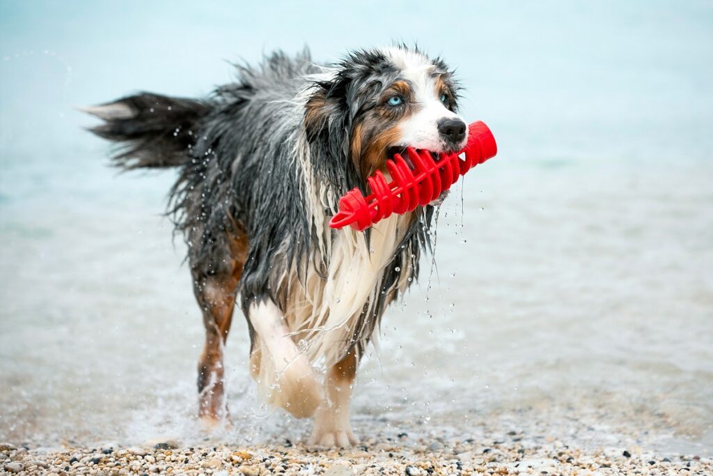 TIRA&MOLLA è uno dei giochi per cani che può essere utilizzato anche in acqua