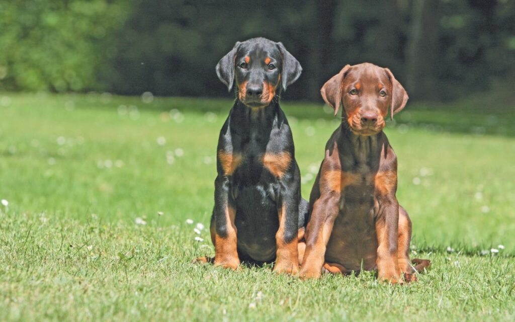 Dobermann