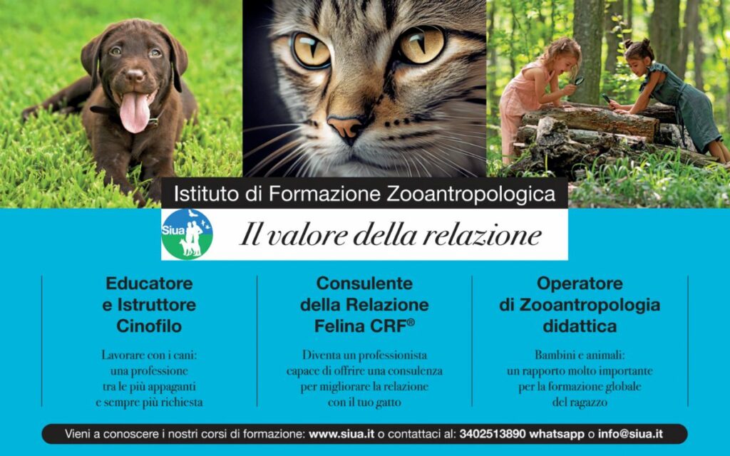 Essere un buon educatore del cane