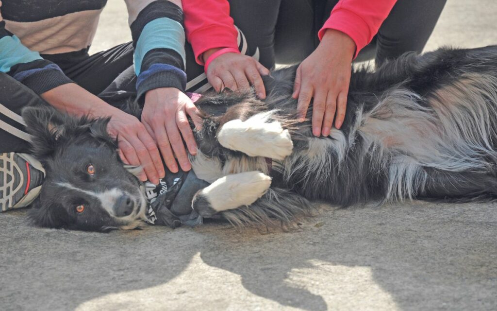 I pet negli istituti penitenziari