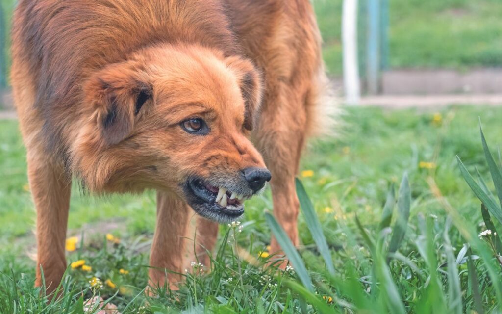 L'aggressività nei cani