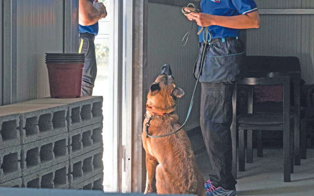 Detection Dog Sportivo