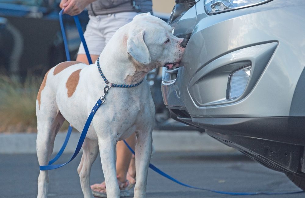 Detection Dog Sportivo