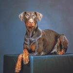 Dobermann