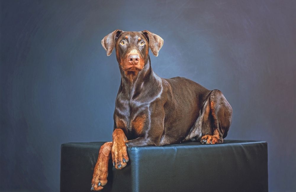 Dobermann