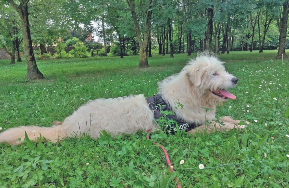 Idro, il cane "green" che cerca casa