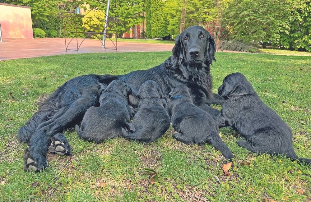 Una cucciolata innovativa