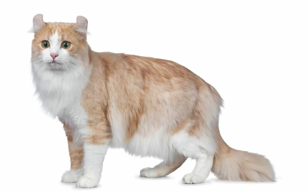 American Curl