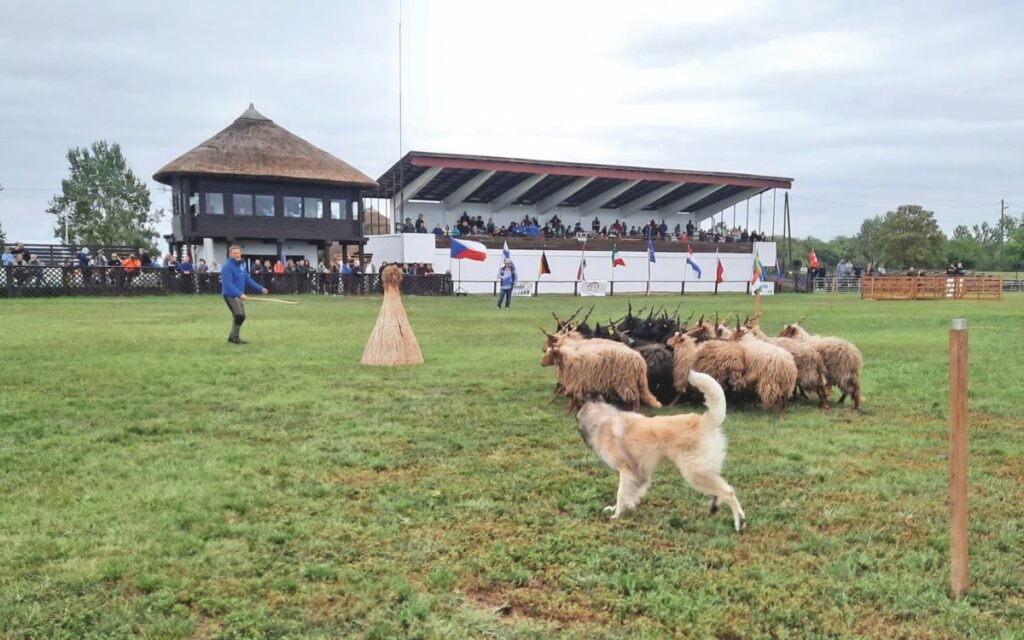 Campionati Europei cani dal lavoro su bestiame