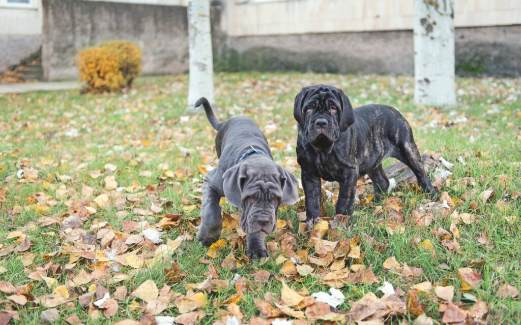 Mastino Napoletano