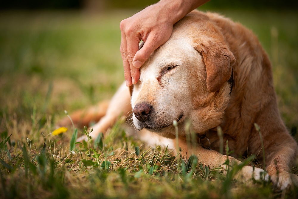 Bama propone tanti prodotti utili per tutte le esigenze degli amanti degli animali