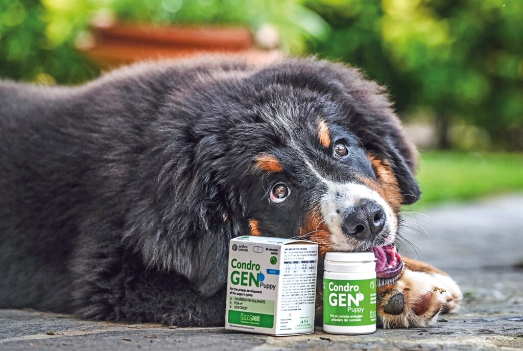 Supporto nutrizionale per articolazioni forti con il nuovo Condrogen® Puppy