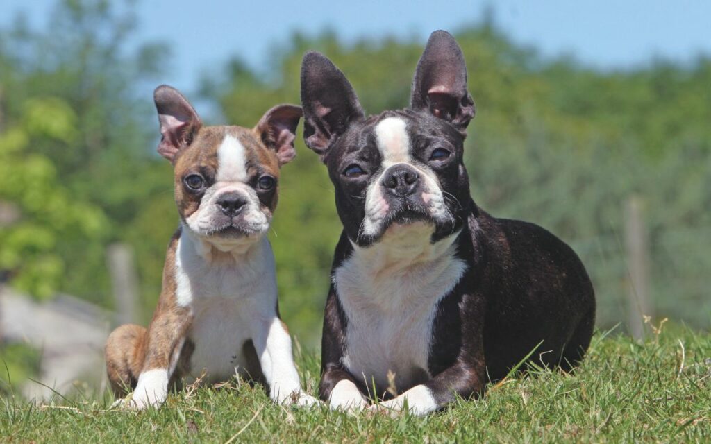 Boston terrier