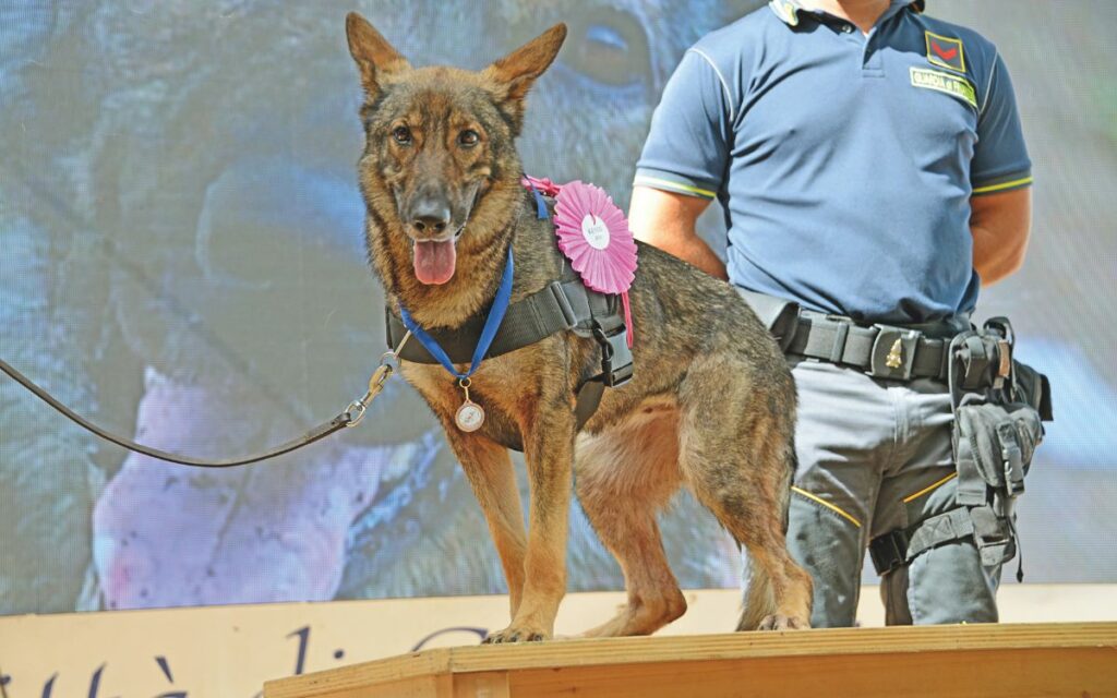 Premio internazionale fedeltà del cane