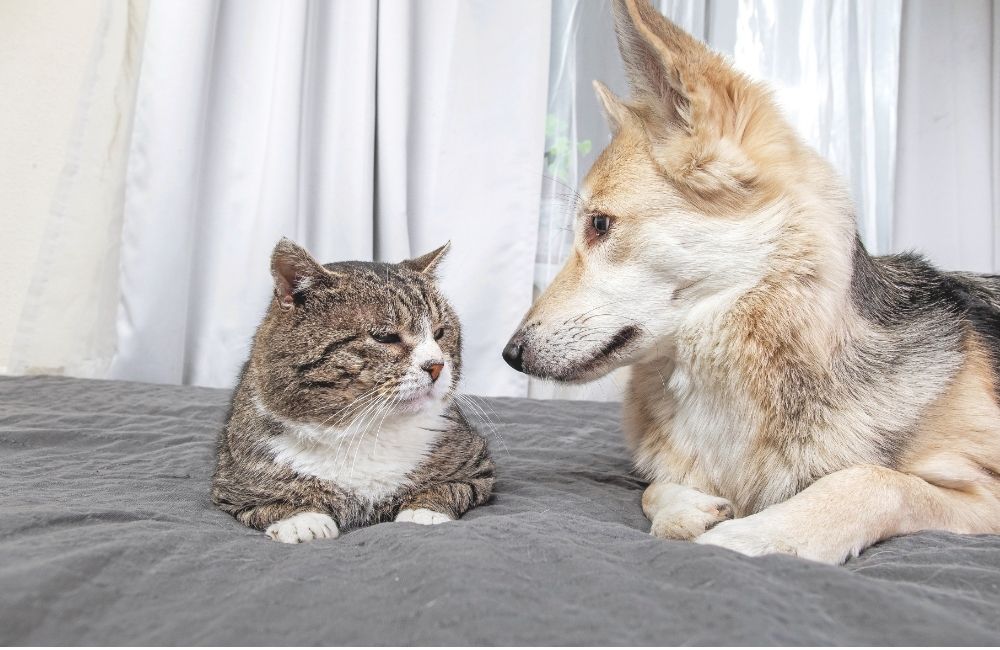 Cani e gatti non più giovincelli