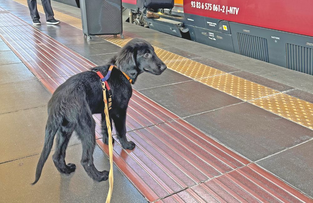 In treno con il cane