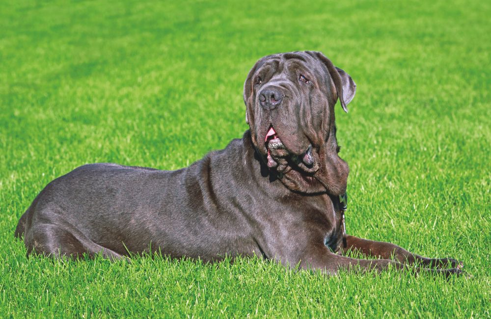 Mastino Napoletano