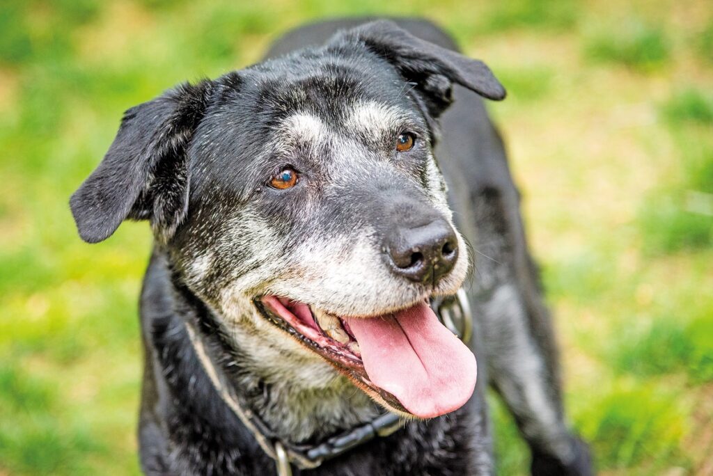 Le articolazioni del cane, soprattutto in età adulta e avanzata, devono essere protette in maniera specifica