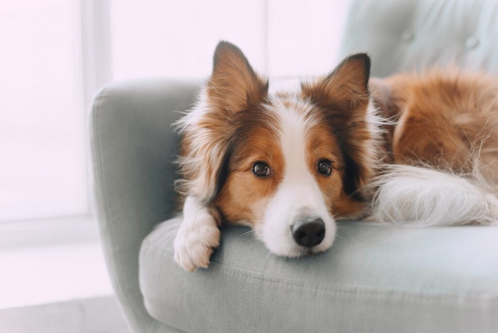 Con il cibo per cani di Monge Natural Superpremium si può offrire una dieta equilibrata ai nostri amici a quattro zampe