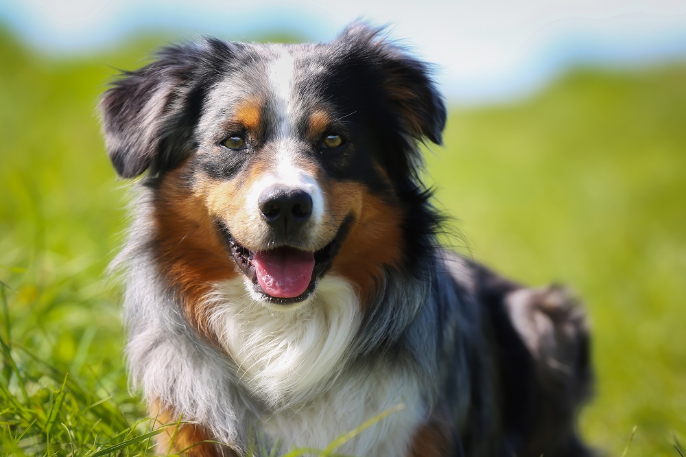 Per la loro salute e il loro benessere è bene scegliere il giusto cibo per cani