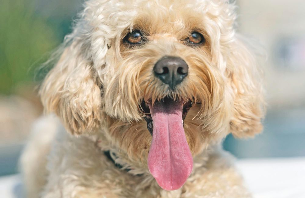 Chico, il Maltipoo più famoso dei social