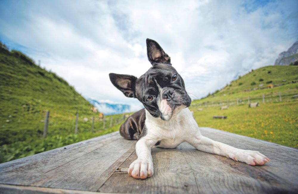 Boston terrier