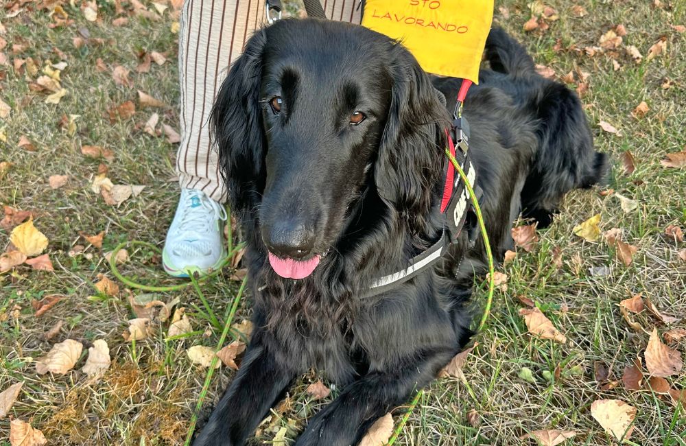 Cani guida: la storia di Gordon e Daniela