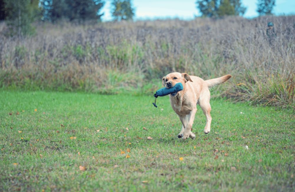 Retrieving game