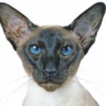 Siamese