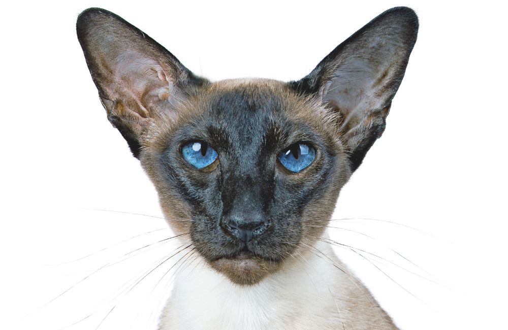 Siamese