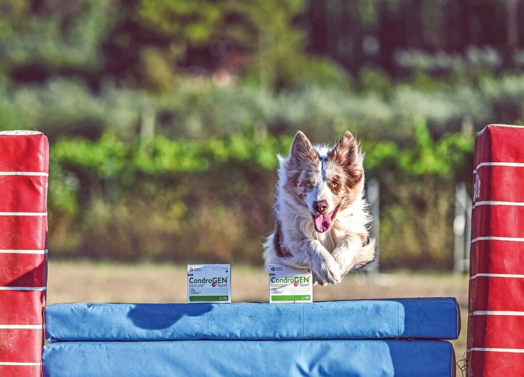 Grazie al nuovo Condrogen® Sport si possono mantenere le articolazioni del cane sportivo in salute 